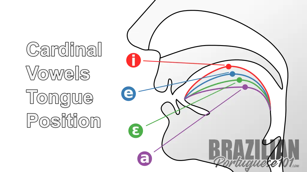 Cardinal Vowels Tongue Position Reference Cardinal Vowels Tongue Position Reference